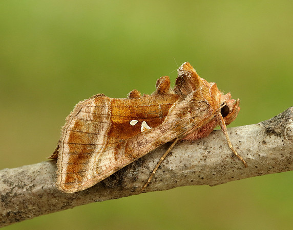 73.012 BF2434 Burnished Brass Diachrysia chrysitis