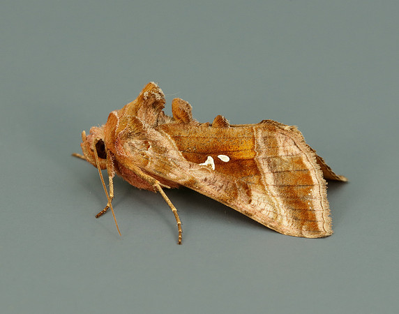73.012 BF2434 Burnished Brass Diachrysia chrysitis
