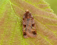 73.332 BF2122 Purple Clay Diarsia brunnea