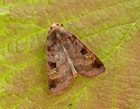 73.332 BF2122 Purple Clay Diarsia brunnea
