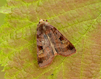 73.332 BF2122 Purple Clay Diarsia brunnea