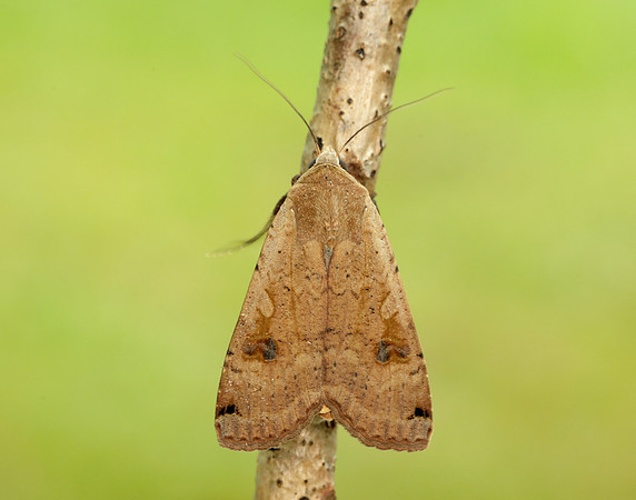 73.342 BF2107 Large Yellow Underwing Noctua pronuba