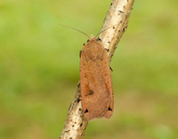 73.342 BF2107 Large Yellow Underwing Noctua pronuba