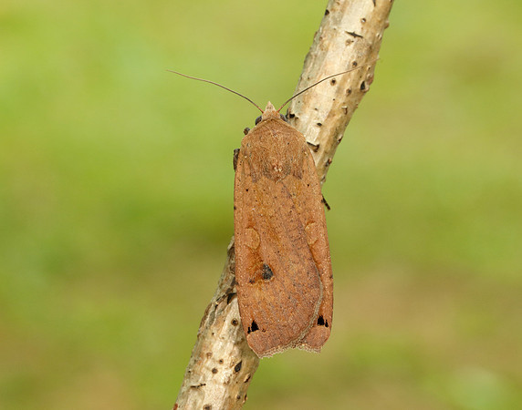 73.342 BF2107 Large Yellow Underwing Noctua pronuba