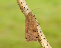 73.342 BF2107 Large Yellow Underwing Noctua pronuba
