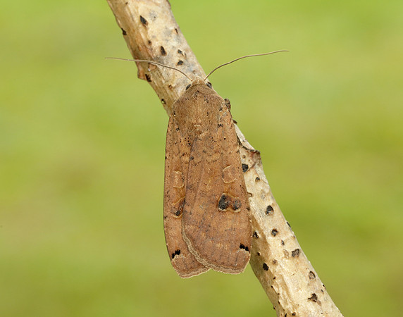 73.342 BF2107 Large Yellow Underwing Noctua pronuba