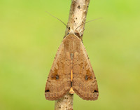 73.342 BF2107 Large Yellow Underwing Noctua pronuba