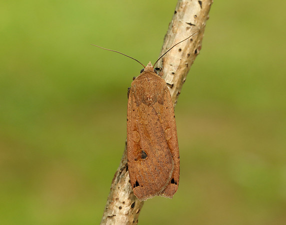 73.342 BF2107 Large Yellow Underwing Noctua pronuba