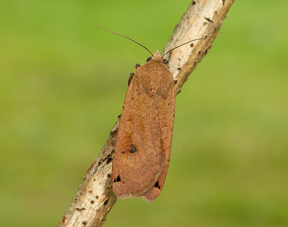73.342 BF2107 Large Yellow Underwing Noctua pronuba