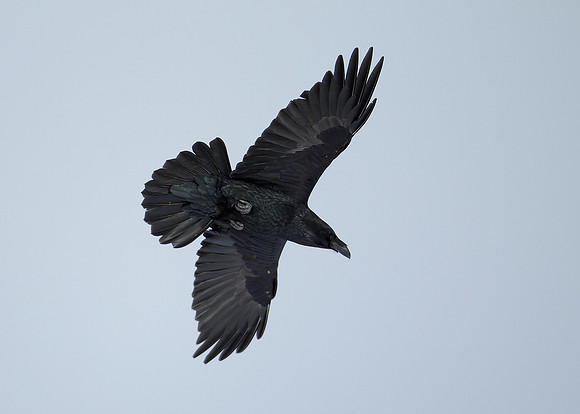 Raven Corvus corax