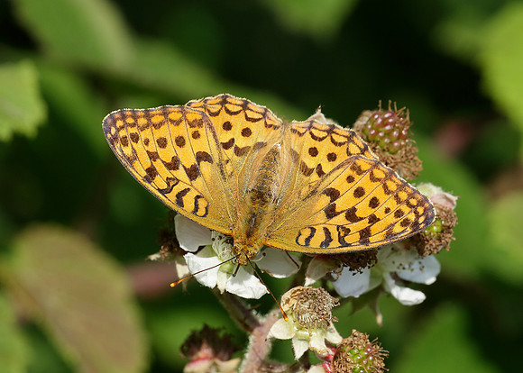 High Brown Fritillary Argynnis adippe