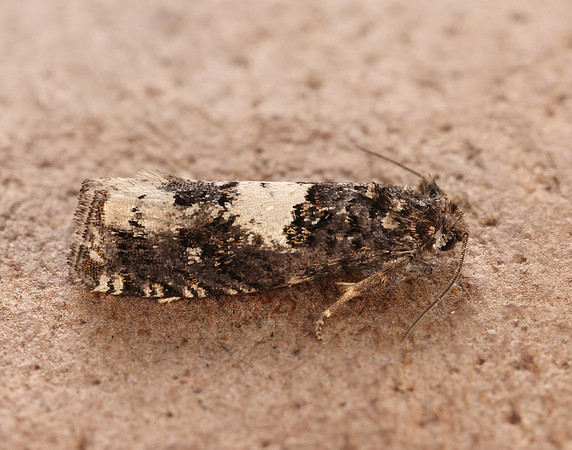 49.285 BF1184 Epiblema scutulana