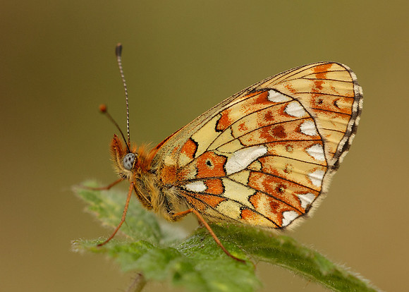 Pearl-Bordered Fritillary Boloria euphrosyne