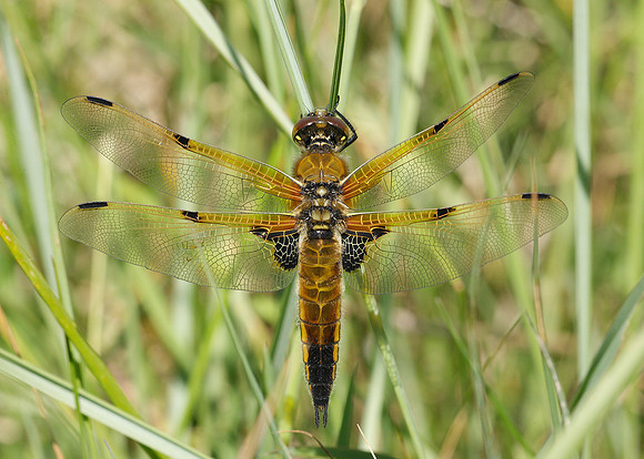 Four-spotted Chaser Libellula quadrimaculata