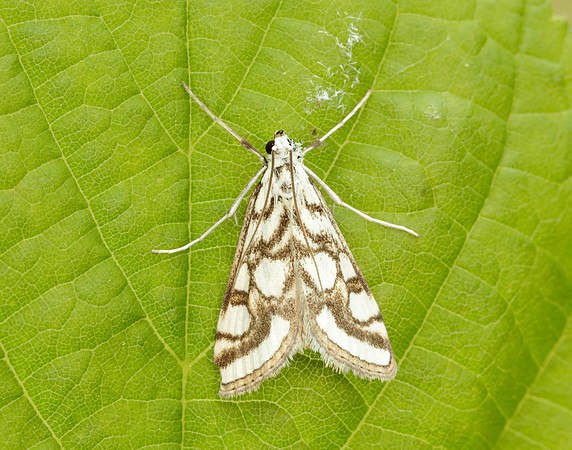 63.118 BF1350 Beautiful China-mark Nymphula nitidulata