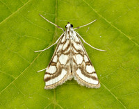 63.118 BF1350 Beautiful China-mark Nymphula nitidulata