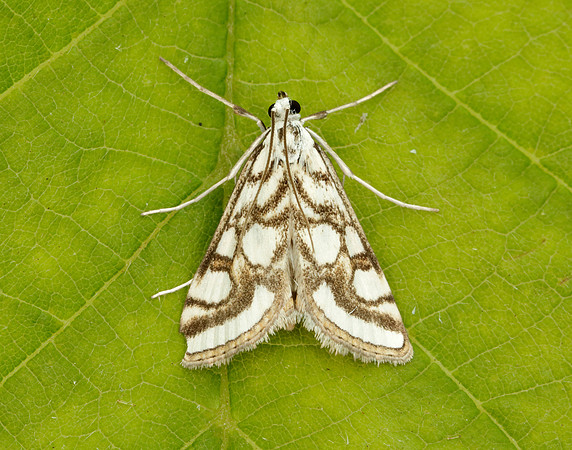 63.118 BF1350 Beautiful China-mark Nymphula nitidulata