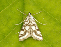 63.118 BF1350 Beautiful China-mark Nymphula nitidulata