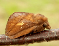 66.010 BF1640 Drinker Euthrix potatoria