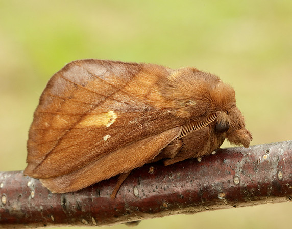 66.010 BF1640 Drinker Euthrix potatoria