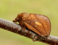 66.010 BF1640 Drinker Euthrix potatoria