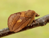 66.010 BF1640 Drinker Euthrix potatoria