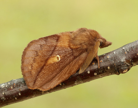 66.010 BF1640 Drinker Euthrix potatoria