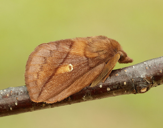 66.010 BF1640 Drinker Euthrix potatoria