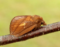 66.010 BF1640 Drinker Euthrix potatoria