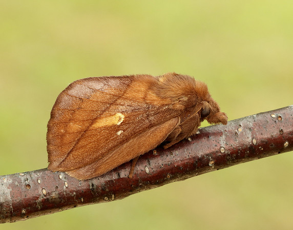 66.010 BF1640 Drinker Euthrix potatoria