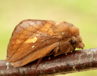 66.010 BF1640 Drinker Euthrix potatoria