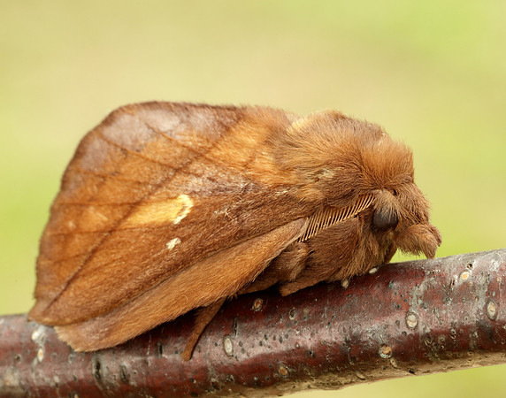 66.010 BF1640 Drinker Euthrix potatoria