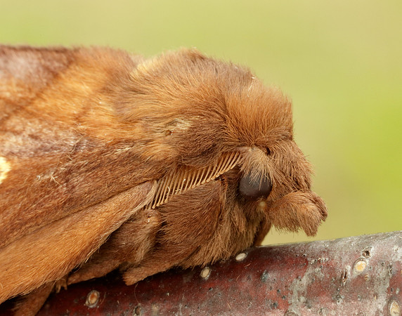 66.010 BF1640 Drinker Euthrix potatoria