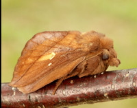 66.010 BF1640 Drinker Euthrix potatoria