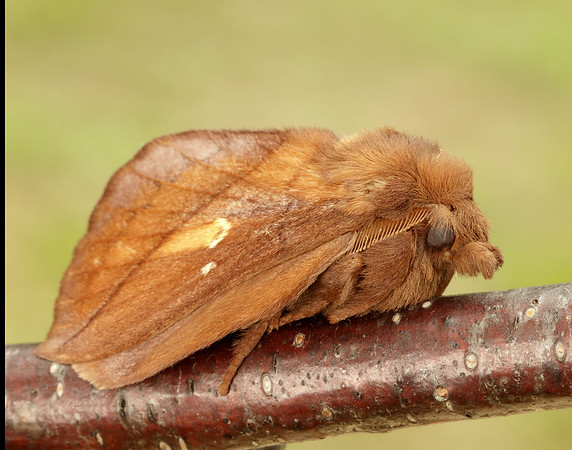 66.010 BF1640 Drinker Euthrix potatoria
