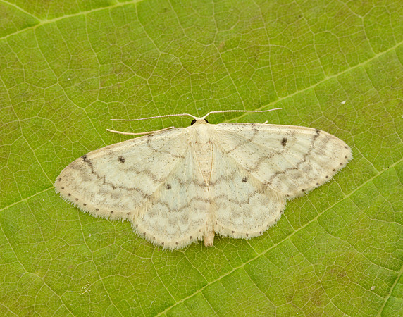 70.013 BF1702 Small Fan-footed Wave Idaea biselata