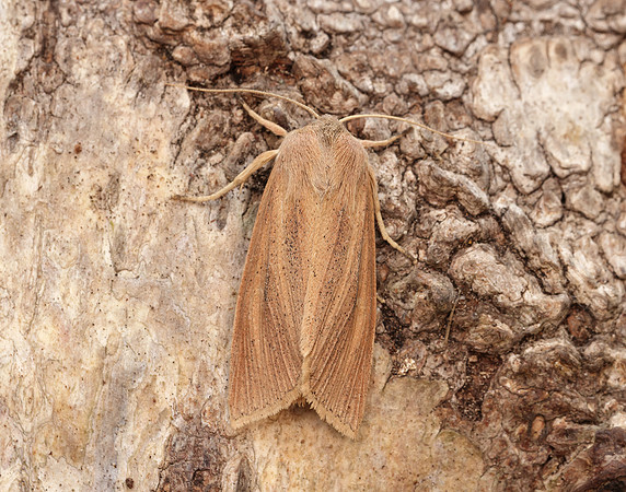 73.134 BF2375 Large Wainscot Rhizedra lutosa