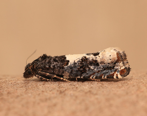 49.285 BF1184 Epiblema scutulana
