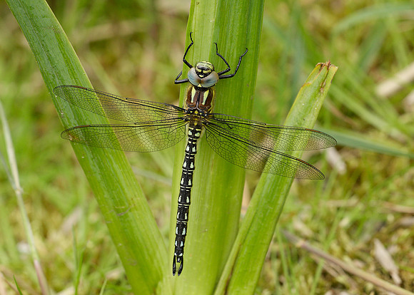 Hairy Dragonfly Brachytron pratense