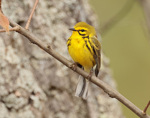 Prairie Warbler Setophaga discolor
