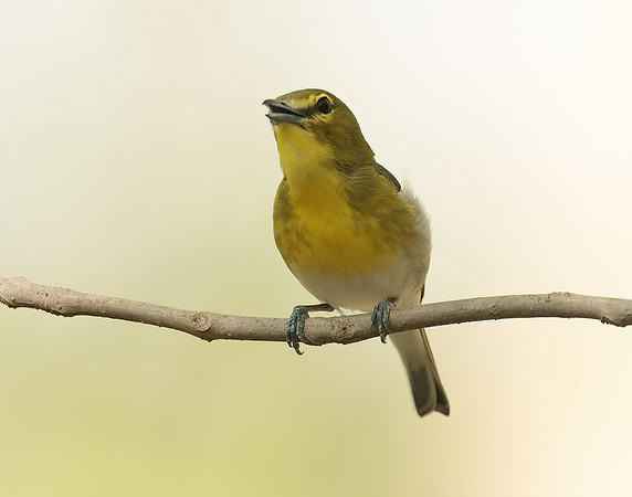 Yellow-throated Vireo Vireo flavifrons