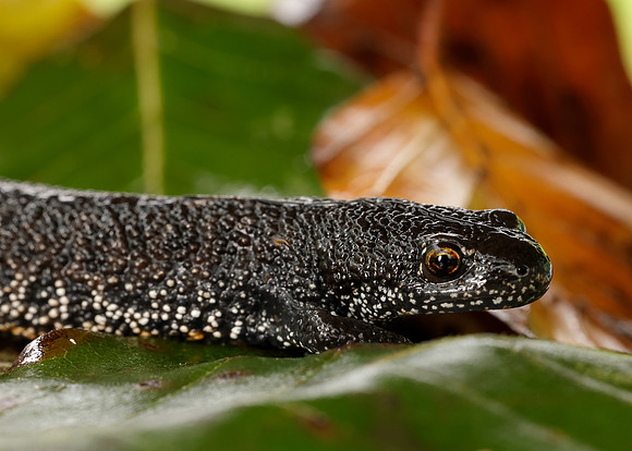 Great Crested Newt Triturus cristatus;