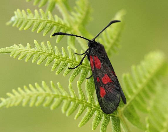 54.007 BF168 New Forest Burnet Zygaena viciae