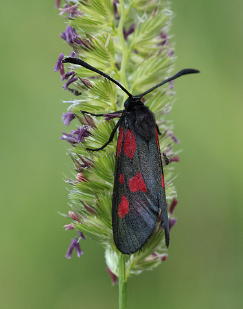 54.007 BF168 New Forest Burnet Zygaena viciae