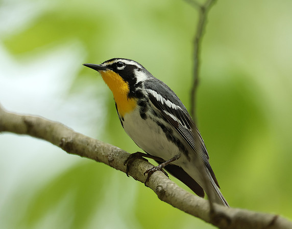 Yellow-throated Warbler  Setophaga dominica