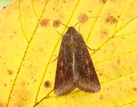 73.076 BF2400 Scarce Bordered Straw Helicoverpa armigera
