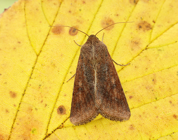 73.076 BF2400 Scarce Bordered Straw Helicoverpa armigera