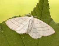 70.277 BF1955 Common White Wave Cabera pusaria