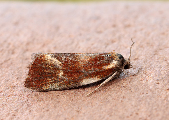 49.090 BF1015 Eulia ministrana