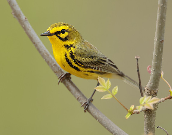 Prairie Warbler Setophaga discolor